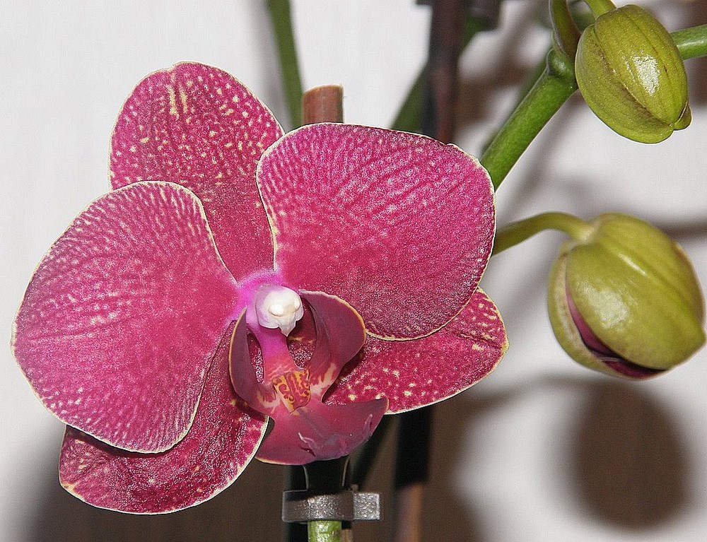 Es lebe die Orchidee