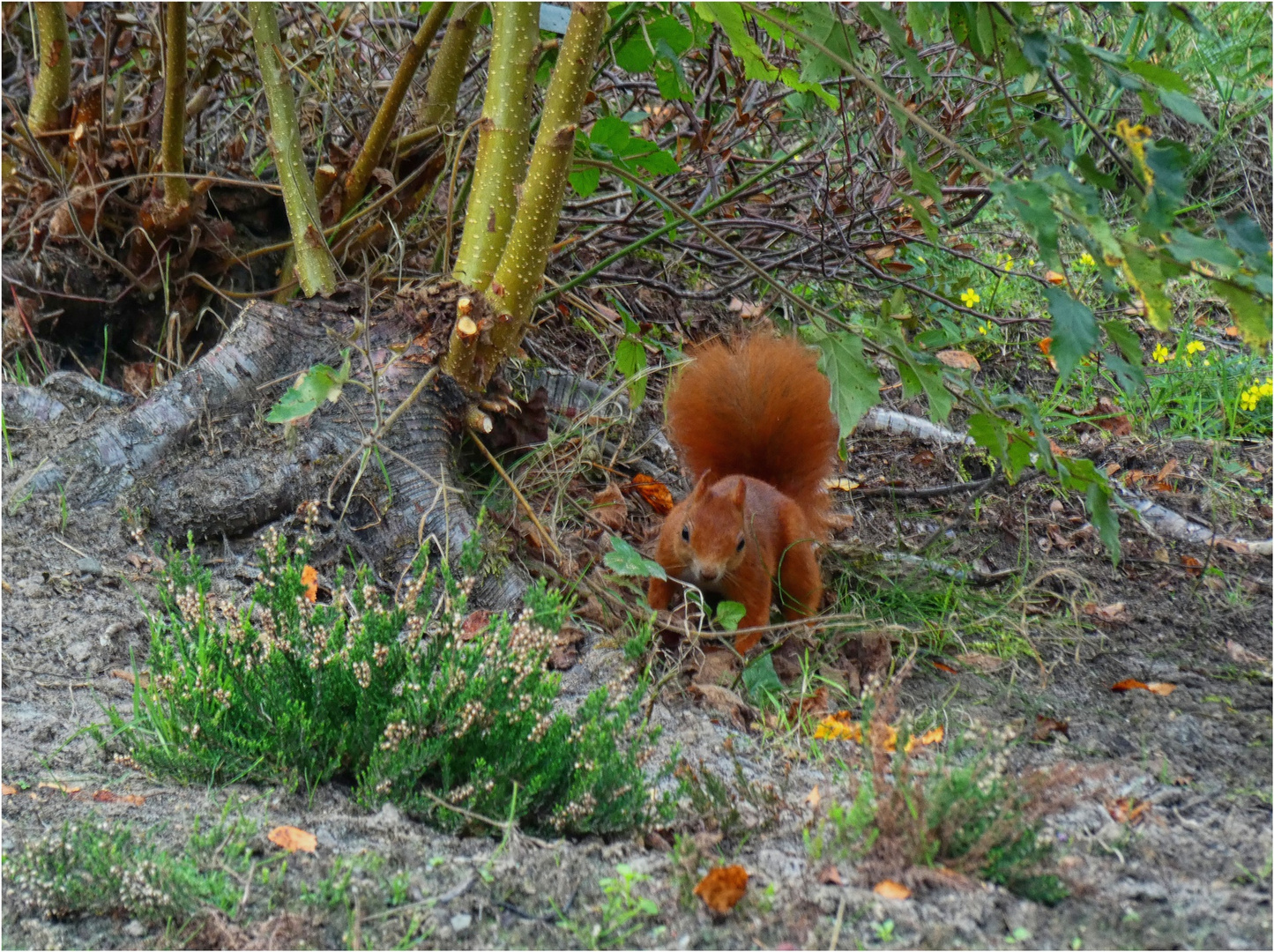 Es lebt im Rombergpark