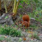 Es lebt im Rombergpark