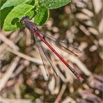 "Es lebt wieder, das MOOR !" (2) - Die Frühe Adonislibelle (Pyrrhosoma nymphula). . .