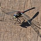 "Es lebt wieder, das MOOR !" (3) - Die Nordische Moossjungfer (Leucorrhinia rubicunda) . .