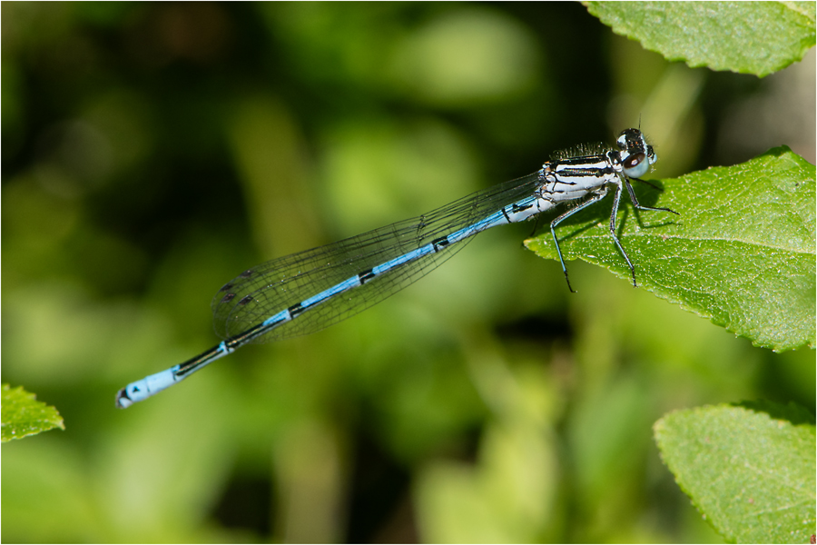 "Es lebt wieder, das MOOR !" (5) - Die Hufeisen-Azurjungfer (Coenagrion puella) . . .