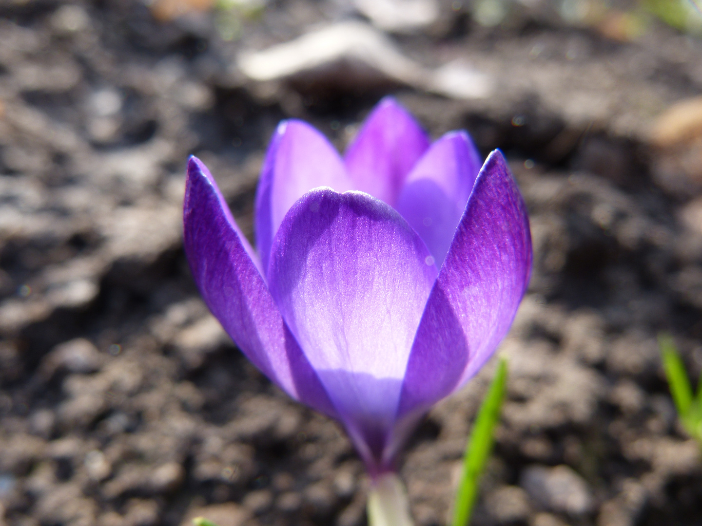 es leuchtet der Frühling noch mal...