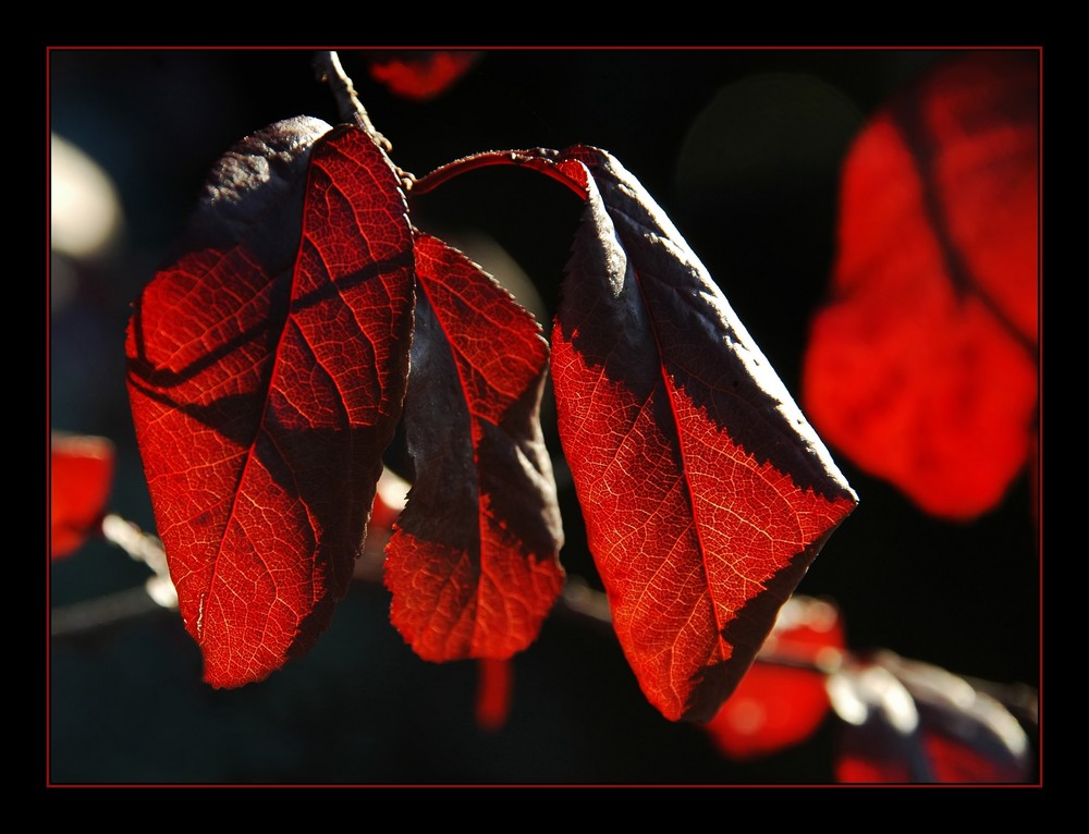 es leuchtet der Herbst....