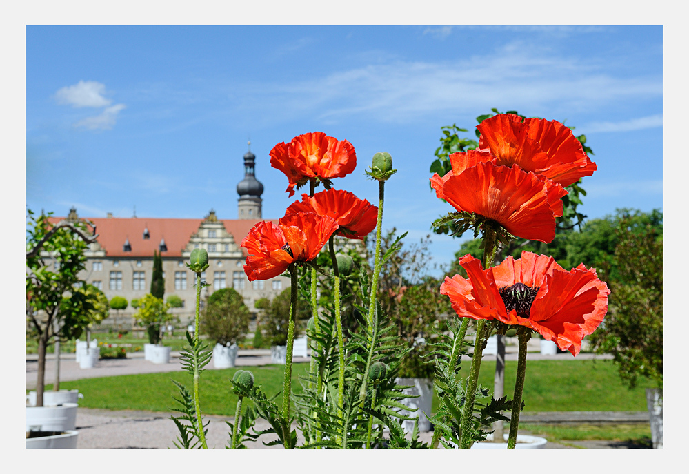 Es leuchtet der Mohn