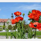 Es leuchtet der Mohn