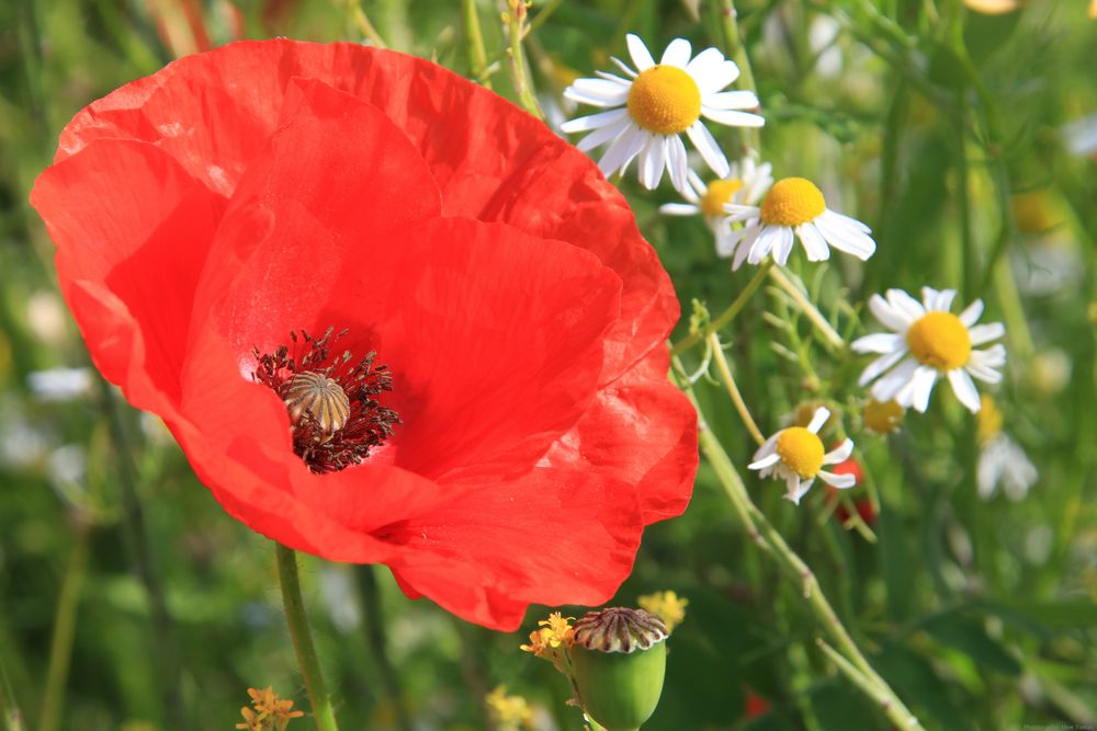 Es leuchtet der Mohn