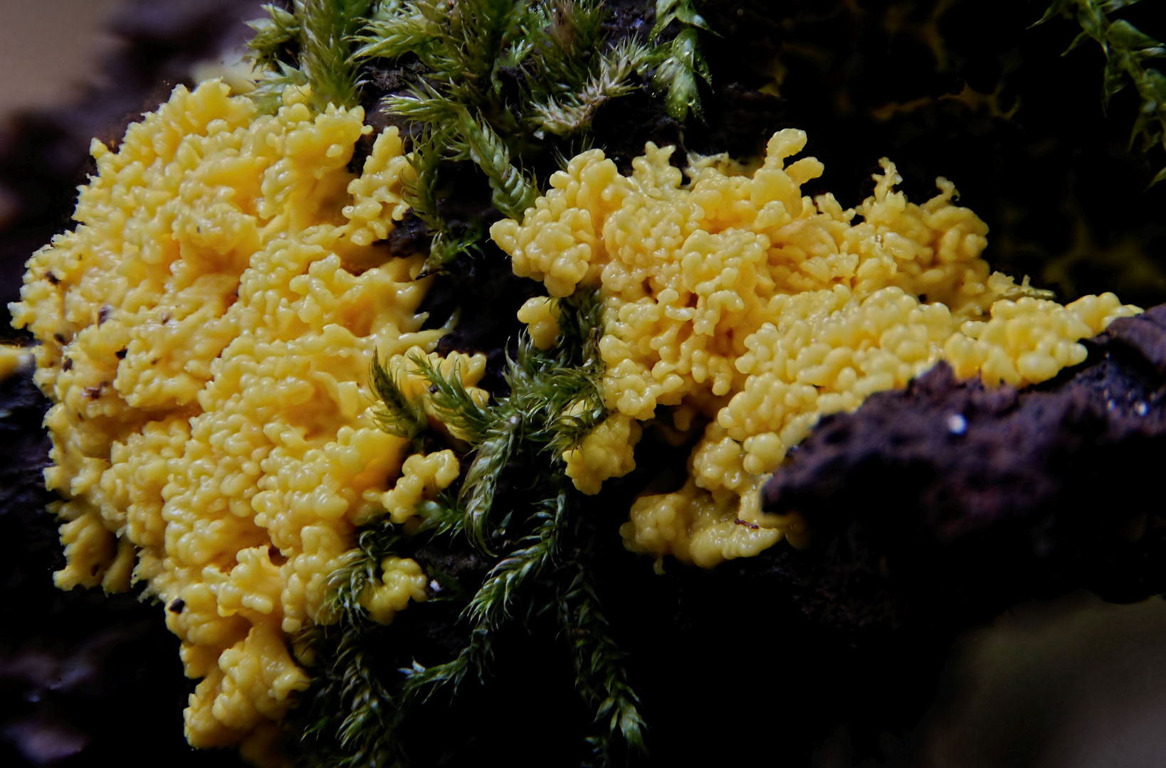 es leuchtet gelb im Wald... Foto & Bild | natur, pilze, schleimpilz