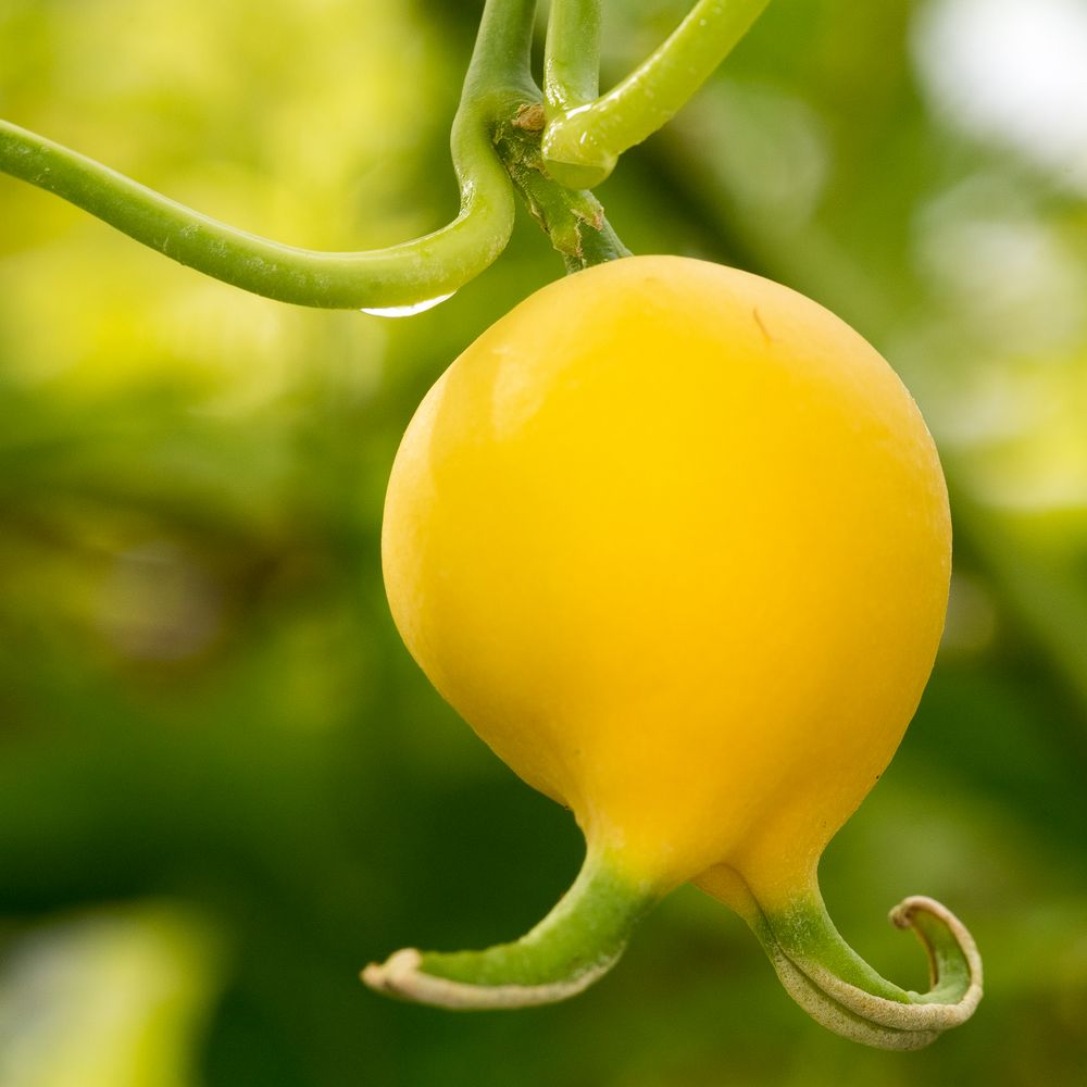 Es leuchtet gelb und ist doch keine Zitrone.... Foto & Bild | pflanzen