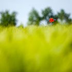 Es leuchtet rot im grünen Feld