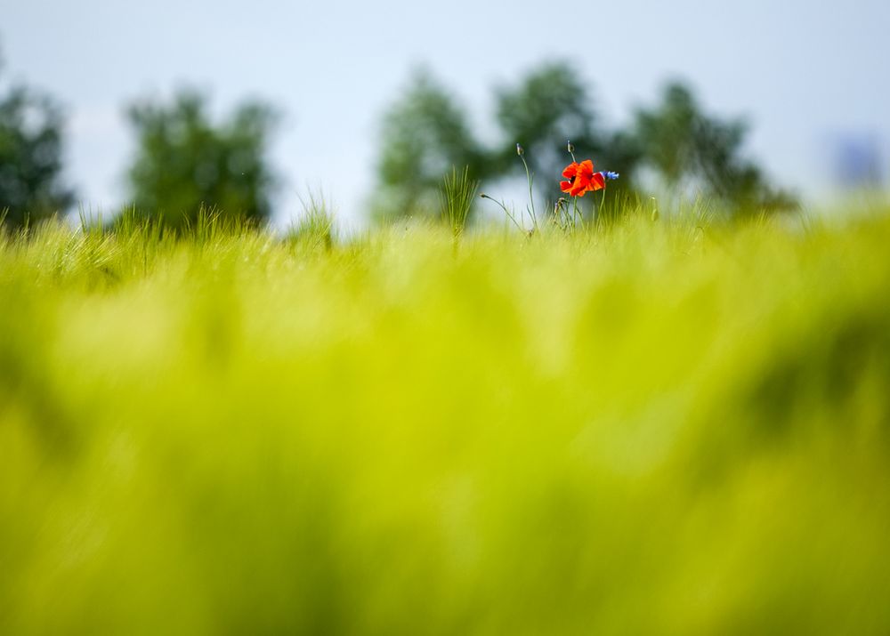 Es leuchtet rot im grünen Feld