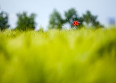 Es leuchtet rot im grünen Feld