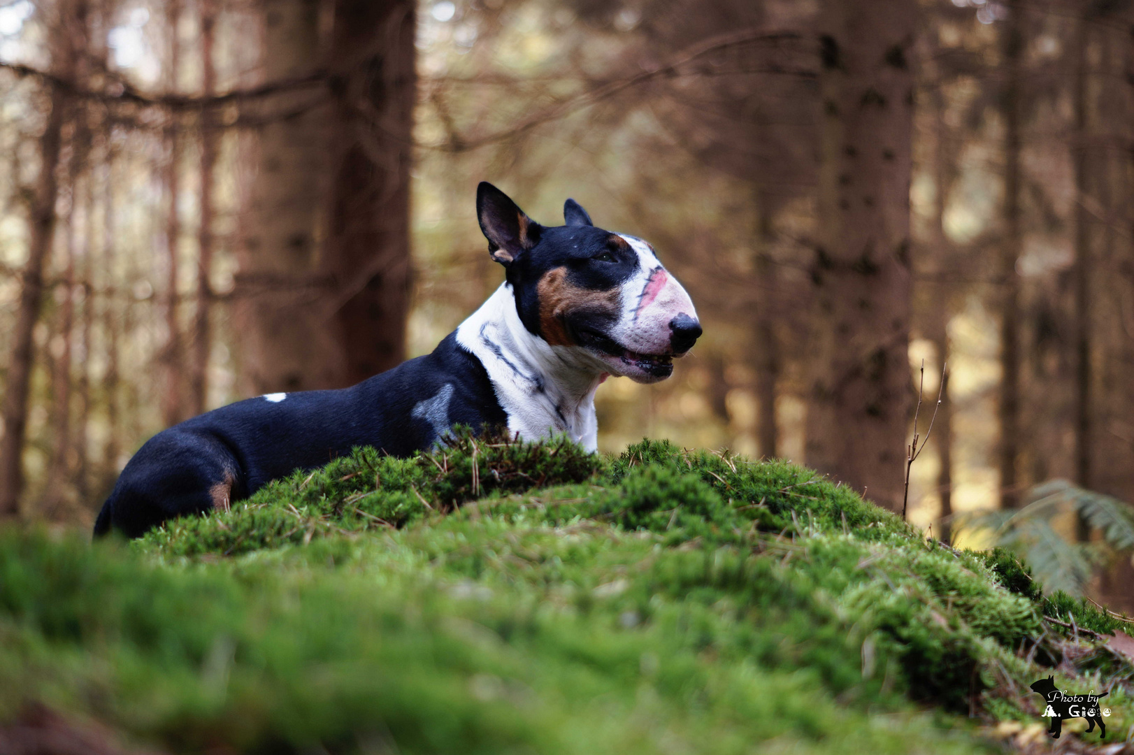 Es liegt ein "Bulliweeni" im Wald...