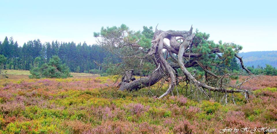 Es lockt die Heide