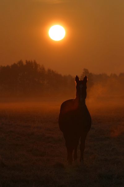 Es lohnt sich Früh auf zustehen.