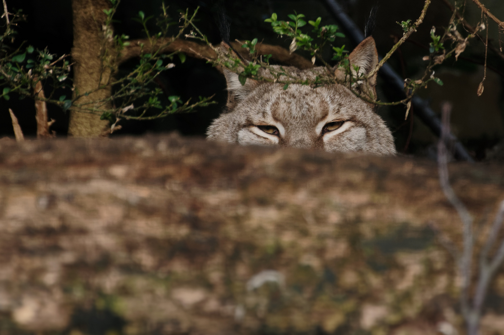 Es luchst der Luchs