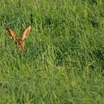 "ES LUGT DER HASE AUS DEM GRASE"