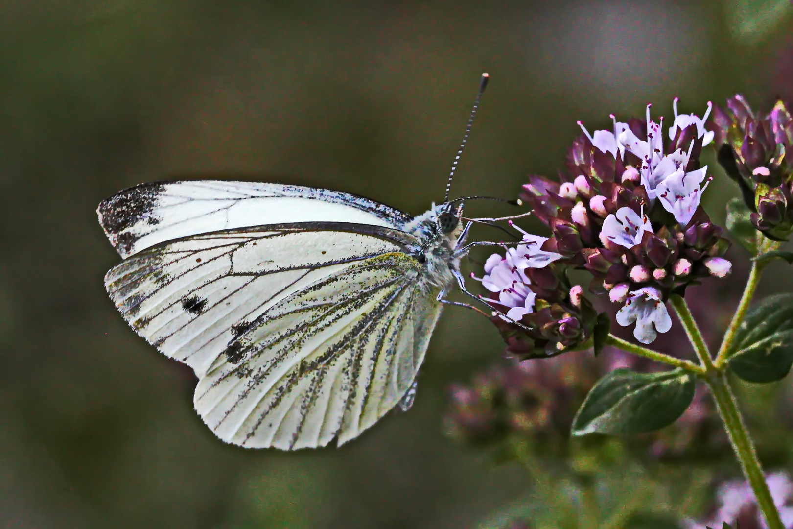 es macht Spaß an der Blüte zu knabbern