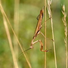 ... es machte Ihm sichtbar Spaß ...