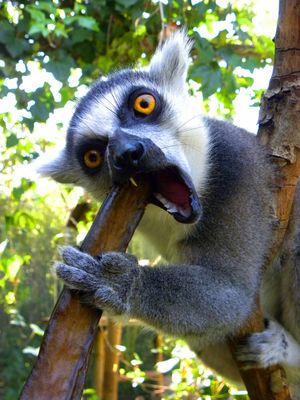 ¡¡¡ Es miiiiiiiiiiioooooo !!!