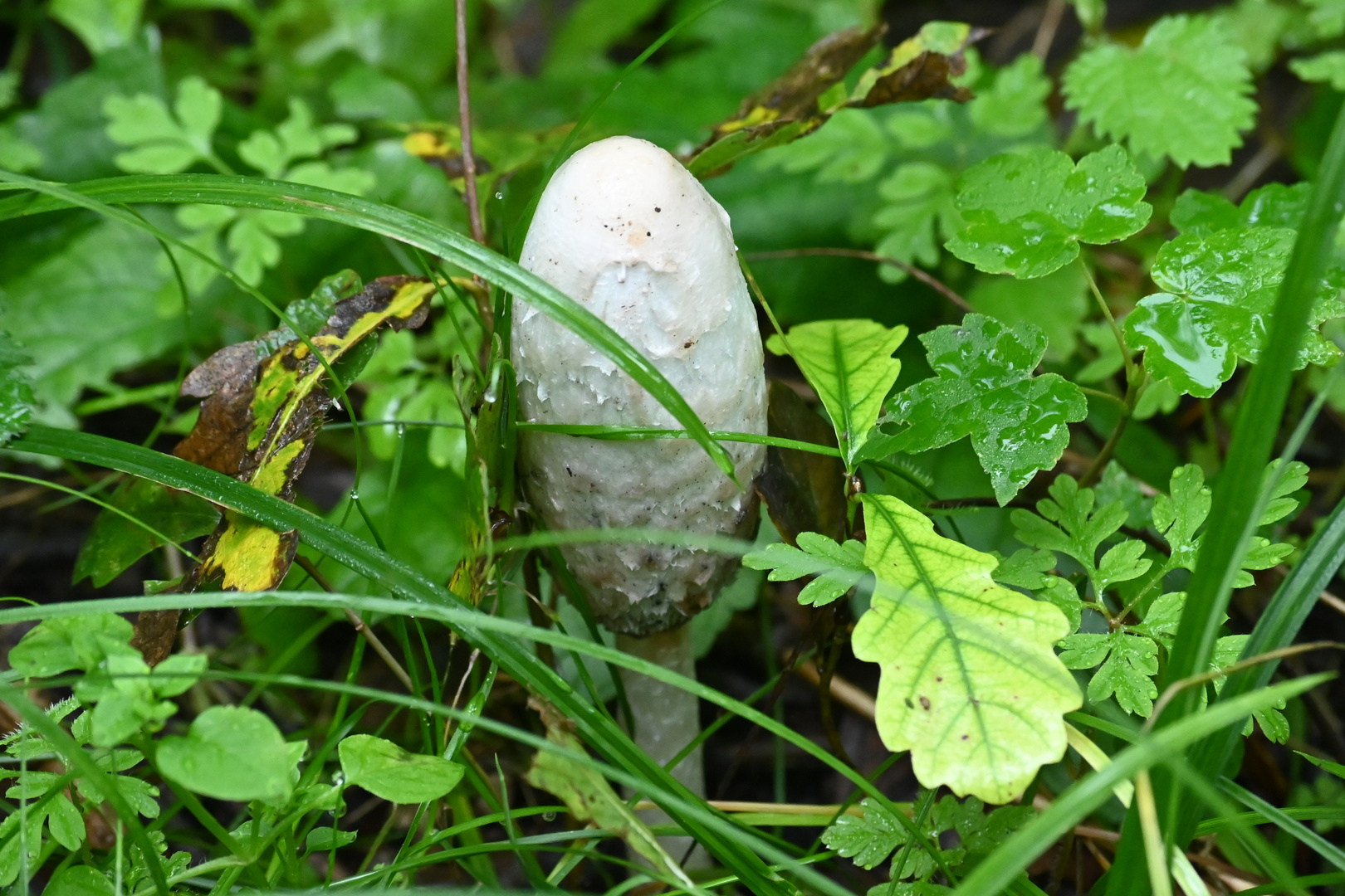 Es morchelt wieder im Wald und auf den Wiesen