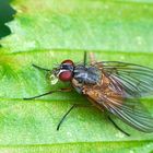 Es müssen nicht immer Libellen sein - einfach nur eine Fliege