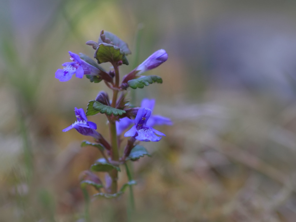 Es müssen nicht immer Orchideen sein....