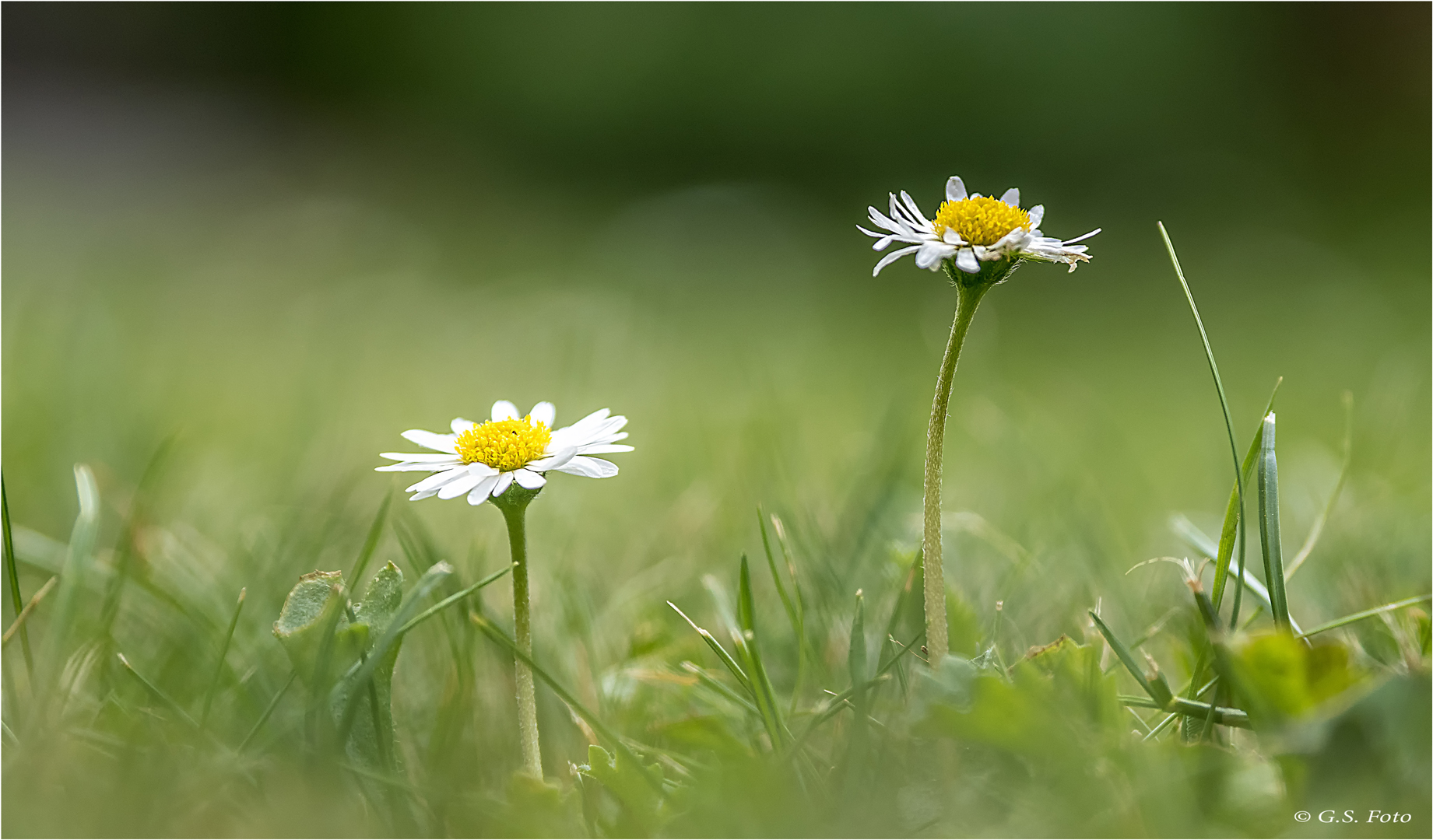 Es müssen nicht immer Rosen sein......