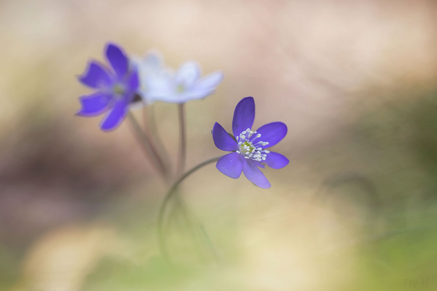 Es müssen nicht viele Blümchen sein, wenn genau diese Blüte dabei ist, die mich beeindruckt! 