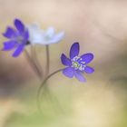 Es müssen nicht viele Blümchen sein, wenn genau diese Blüte dabei ist, die mich beeindruckt! 