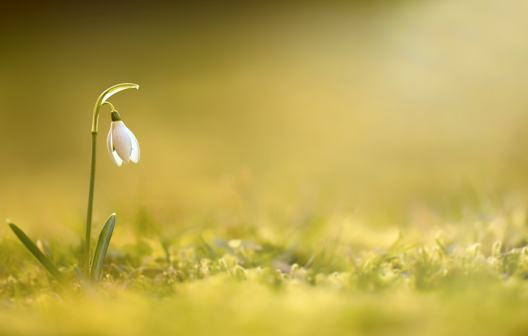 Es muss d o c h Frühling werden..