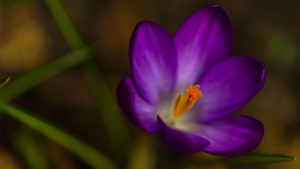 es muss doch Frühling werden