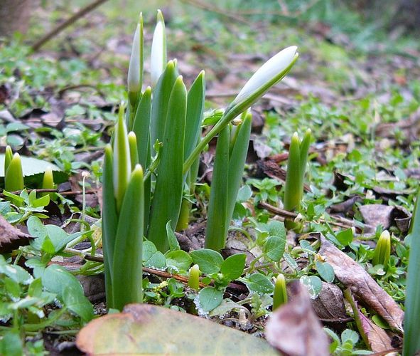 Es muss doch Frühling werden...