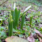 Es muss doch Frühling werden...