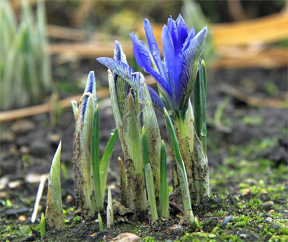 Es muss doch Frühling werden