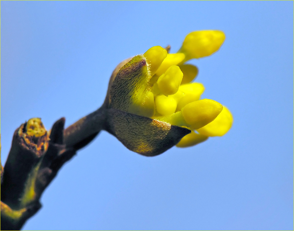 Es muss doch Frühling werden...!