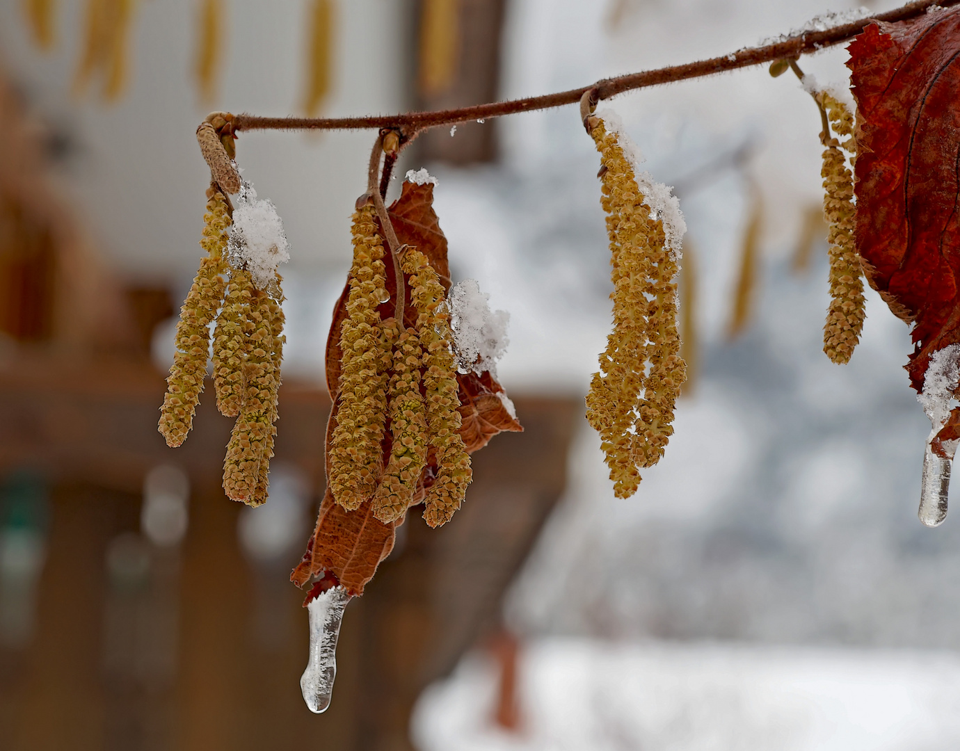 "... es muss doch Frühling werden!" - Le printemps ne tardera pas...!