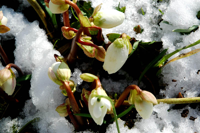 " Es muß doch Frühling werden Nr: 2 " ( Oder ist er schon da ? )