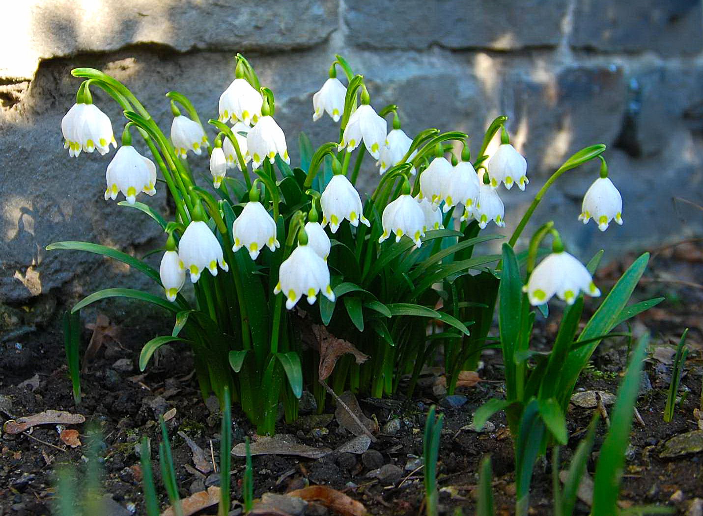 Es muss doch irgendwann Frühling werden