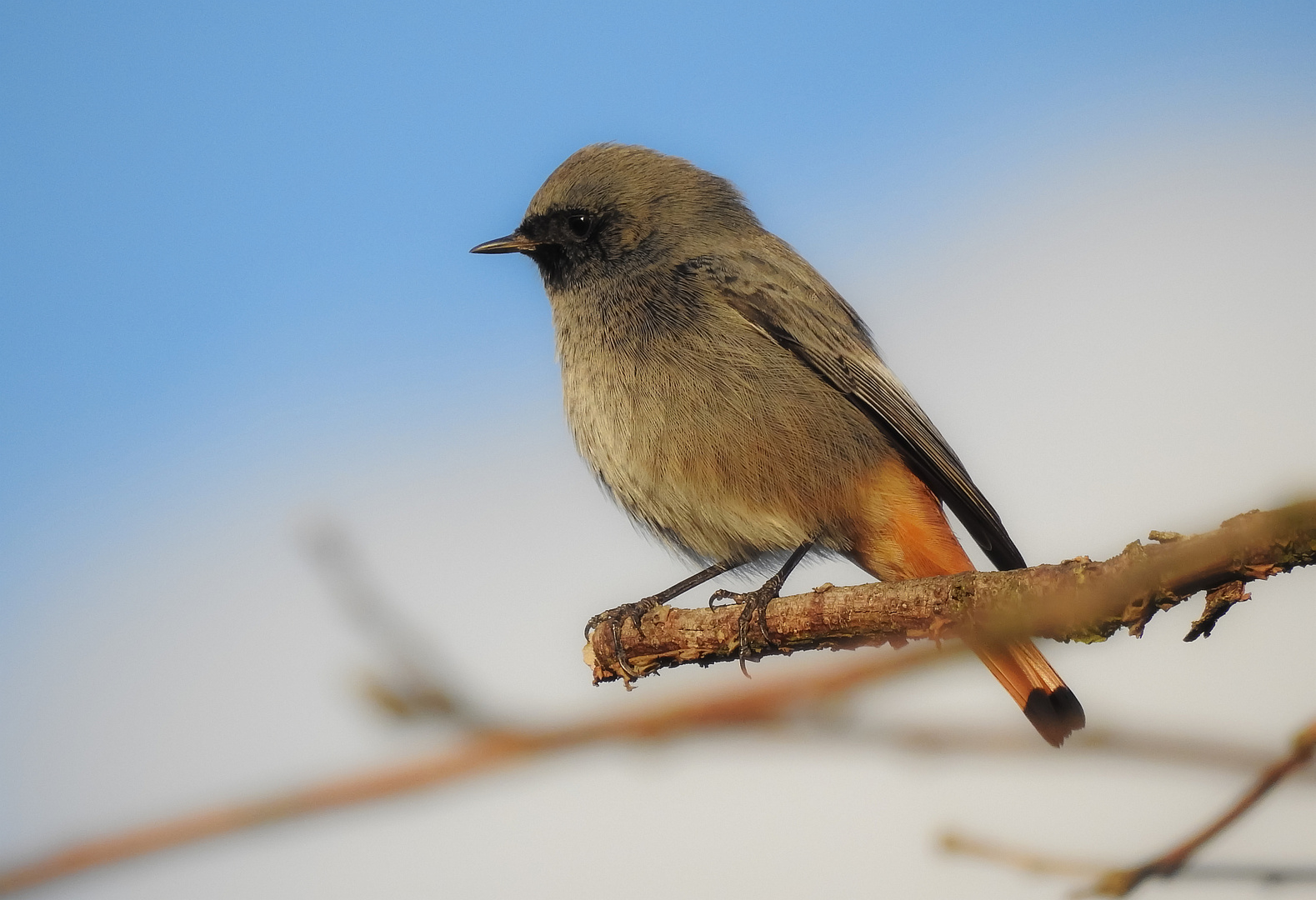 Es muß ja nicht immer ein Eisvogel sein.