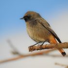 Es muß ja nicht immer ein Eisvogel sein.