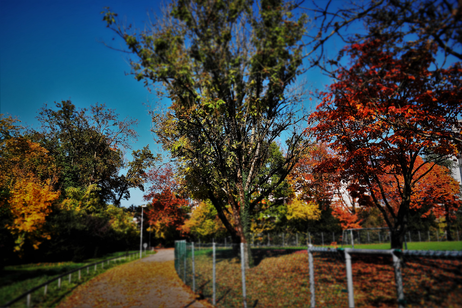 Es muss nicht alles scharf sein Herbstlichefarben