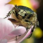 Es muss nicht immer "Biene auf Löwenzahn" sein