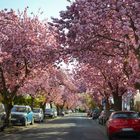 Es muss nicht immer Bonn sein (Teil II)