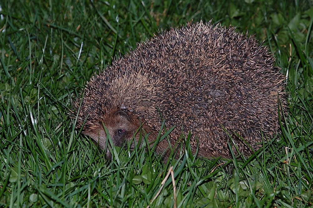 Es muß nicht immer der Osterhase sein !