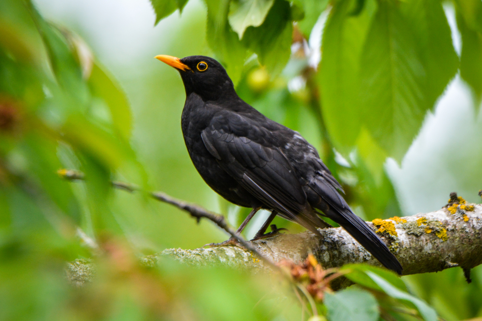 Es muss nicht immer ein Eisvogel sein 01