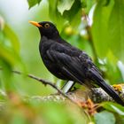 Es muss nicht immer ein Eisvogel sein 01