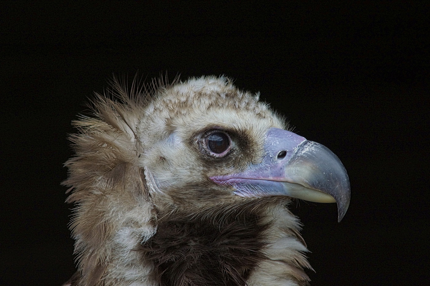 Es muss nicht immer ein Seeadler sein!