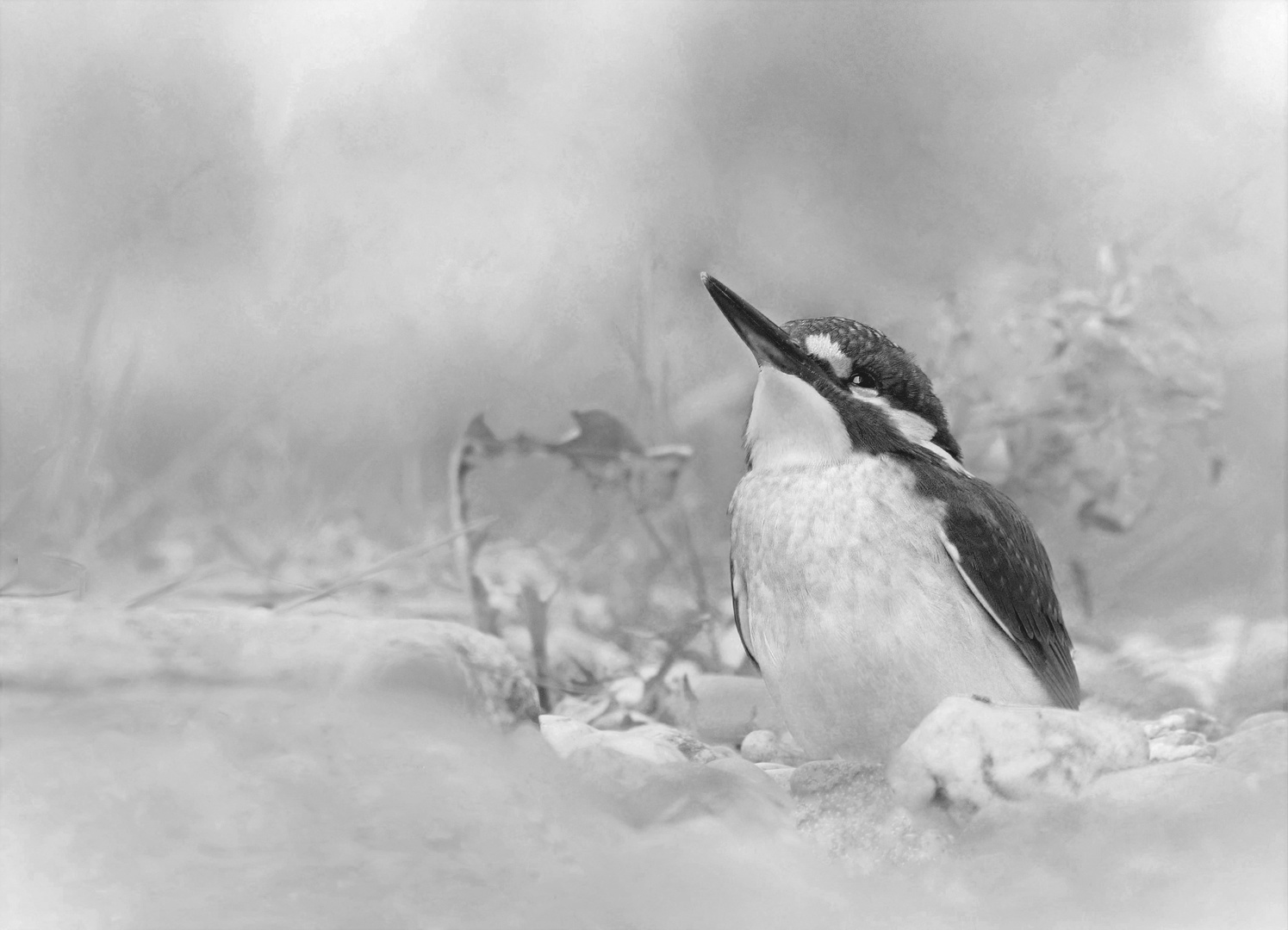 Es muss nicht immer farbig sein. Eisvogel