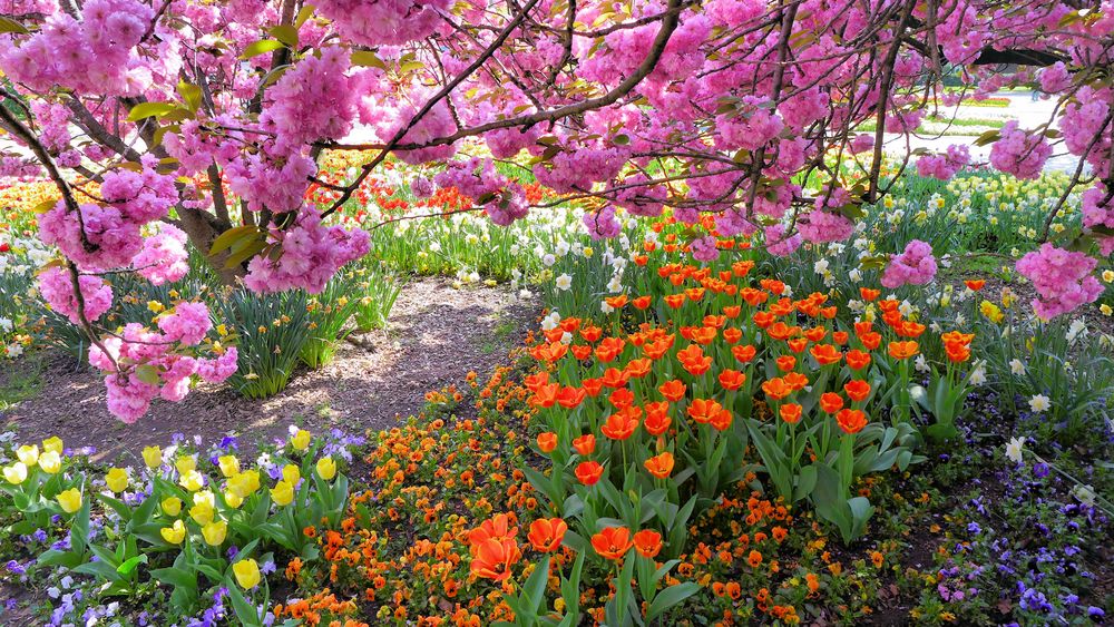 Es muss nicht immer Keukenhof sein